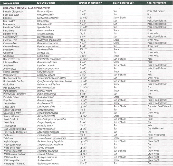 Native Plants List - Perennials