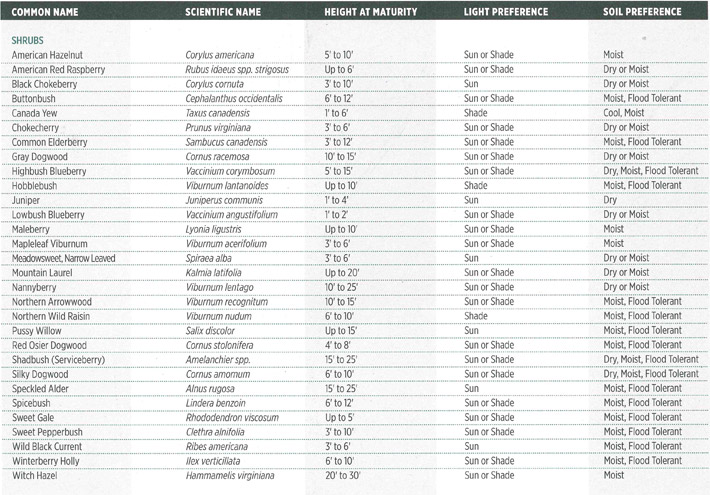 Native Plants List - Shrubs