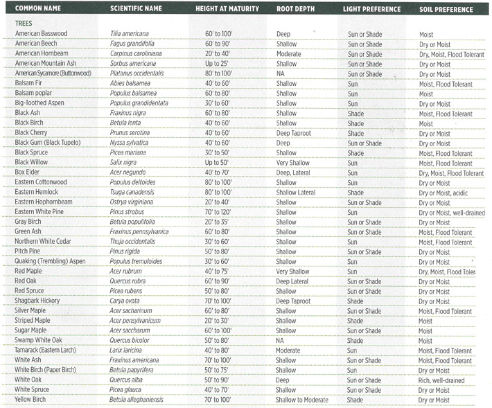 Native Plants List - Trees